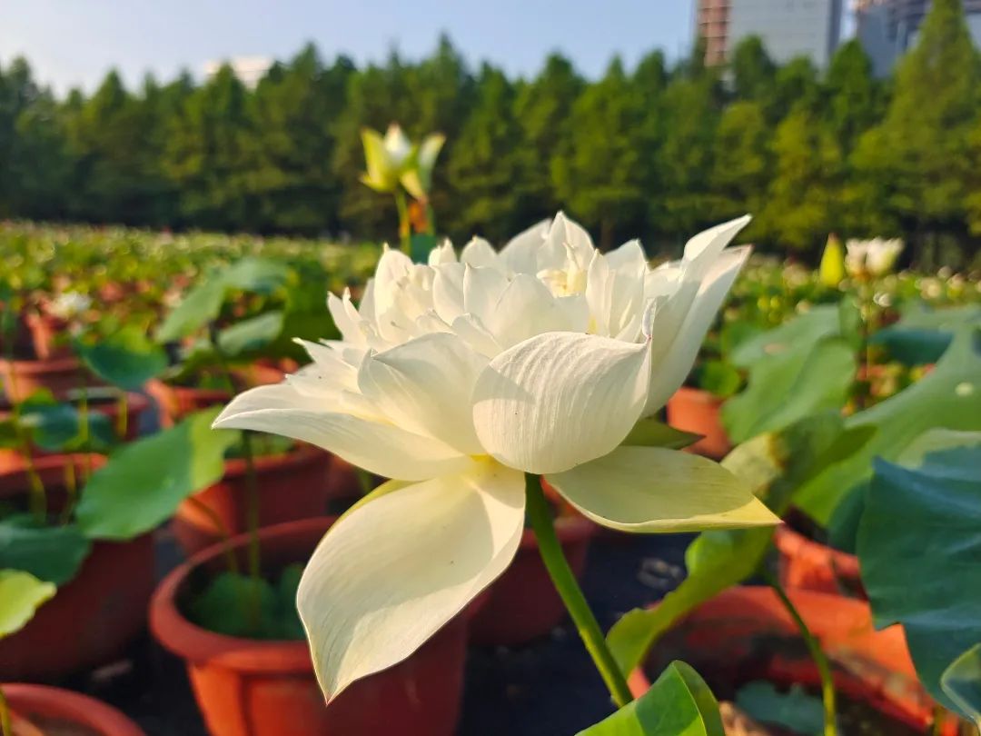 绝美的荷花品种大全图集,超好看荷花品种大型荷花