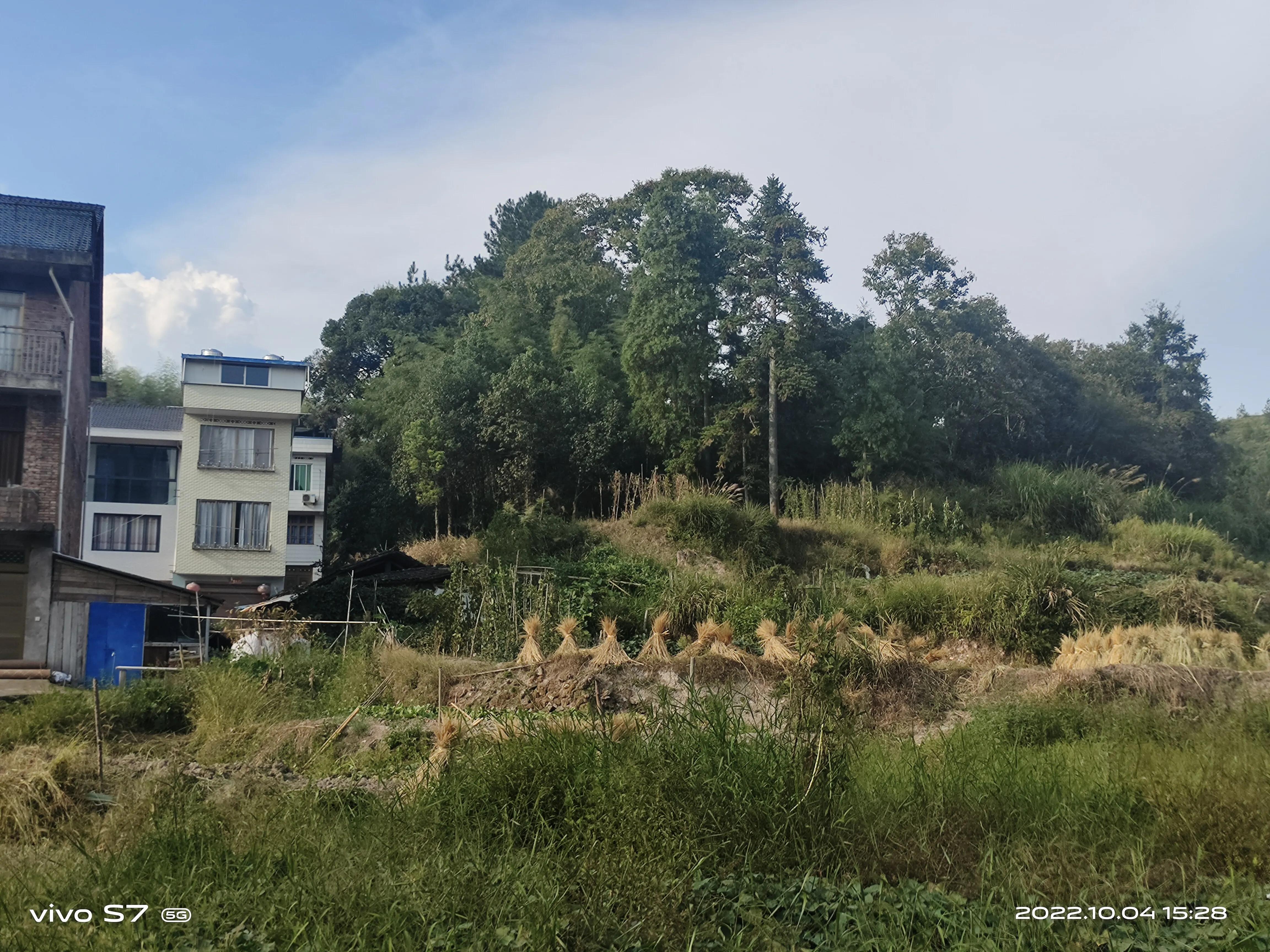 泰顺三杯香茶官网,泰顺县三杯香茶产地