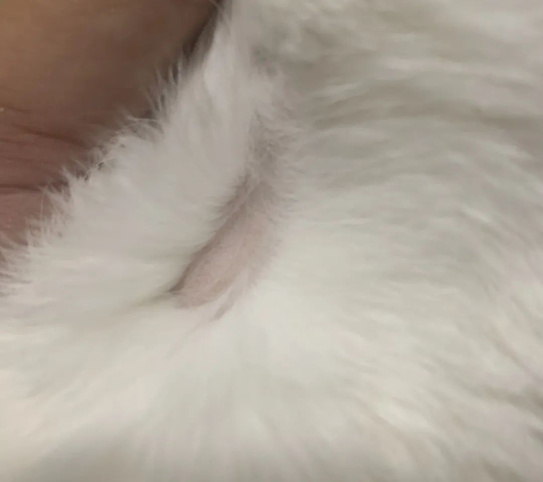 狗子为啥越喂越瘦,狗子越来越瘦但是很能吃