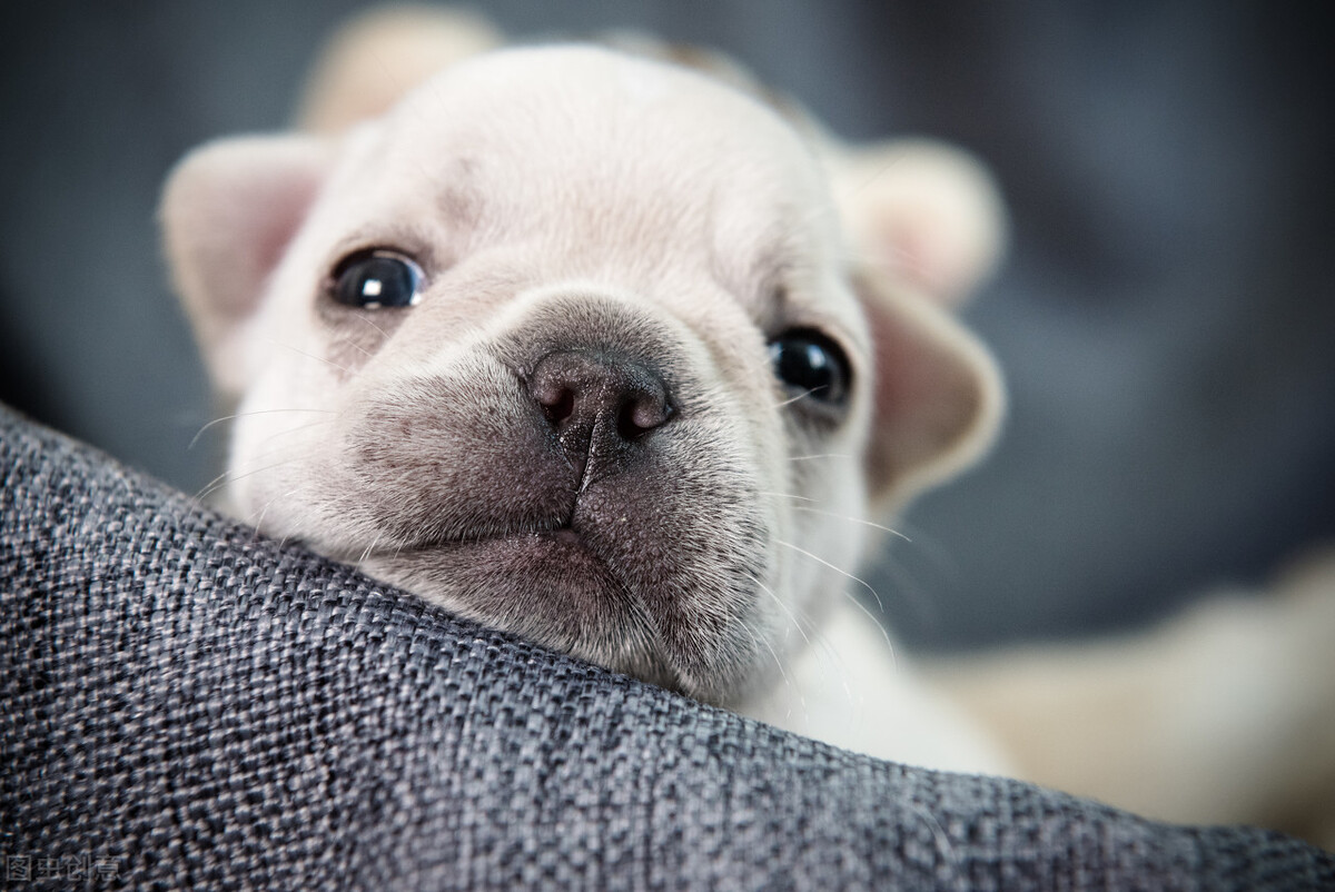 法斗和巴哥哪个体臭严重,法斗体臭