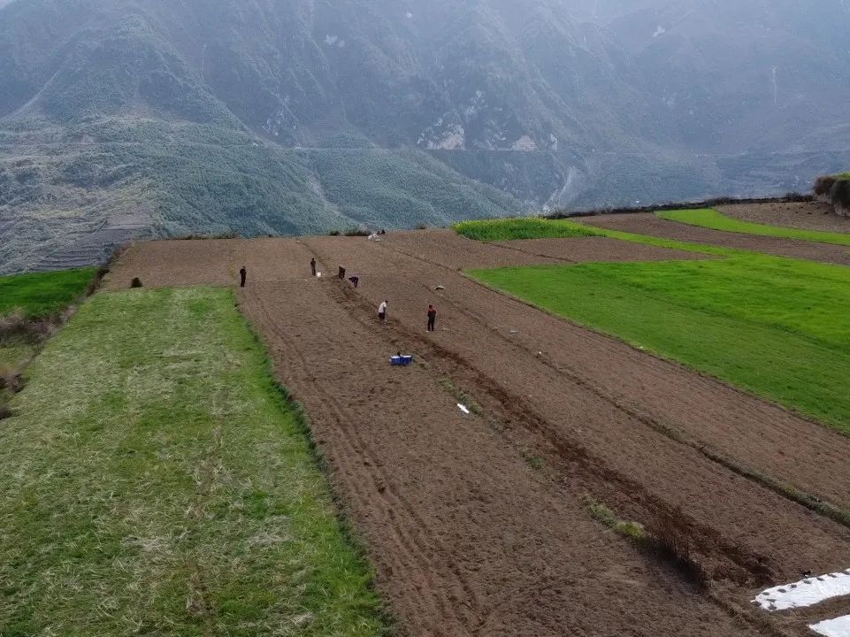 聚焦“1+6”产业丨舟曲八楞:机械化赋能中藏药材产业高质量发展