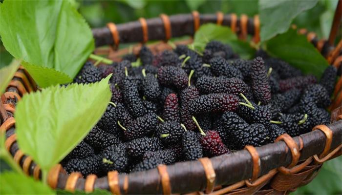 5月底的新鲜应季水果,夏天必吃的5种应季水果