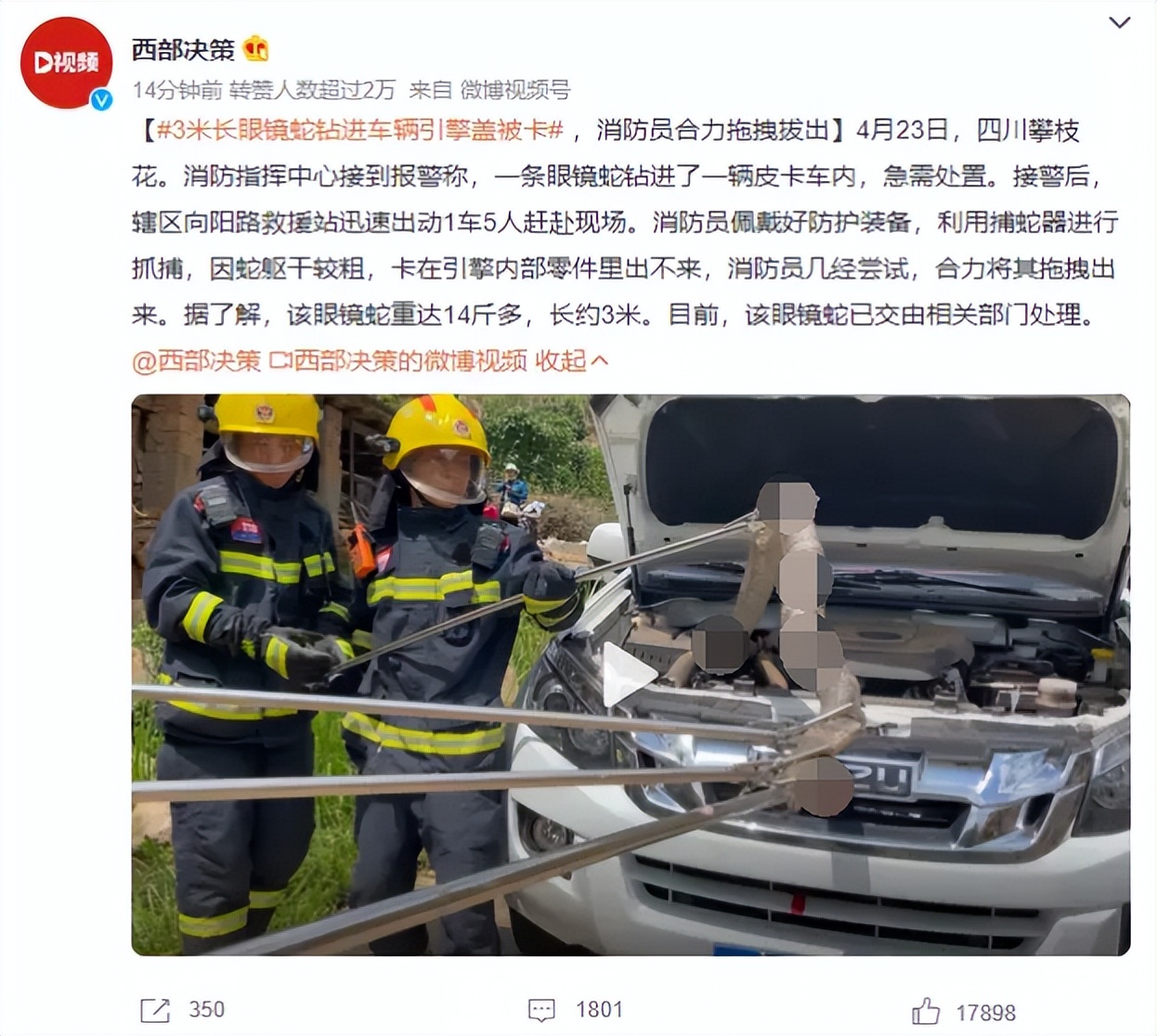 蛇钻进引擎盖,车子引擎盖有蛇