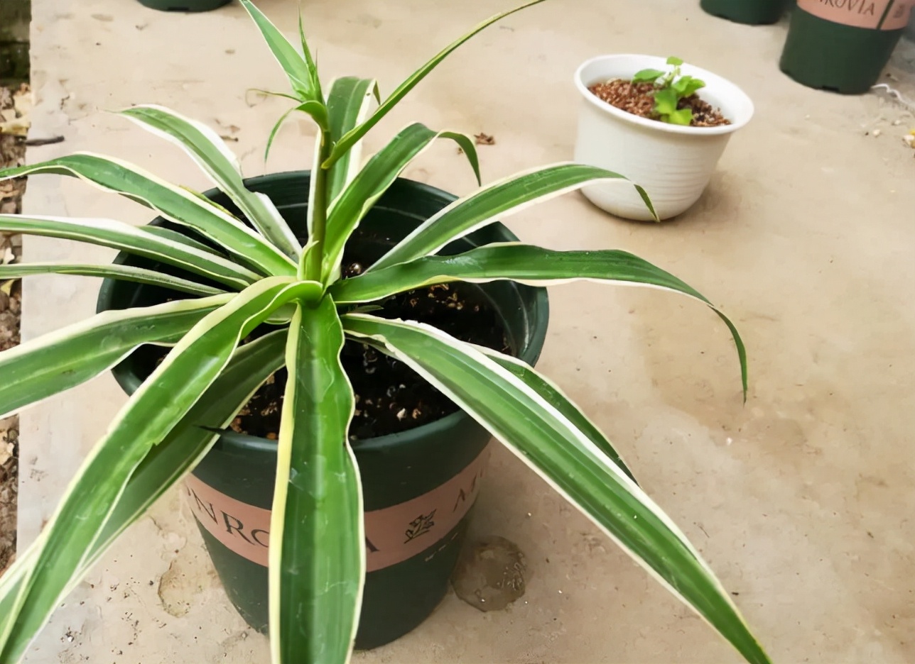 我家卫生间被一种植物“占领”了……