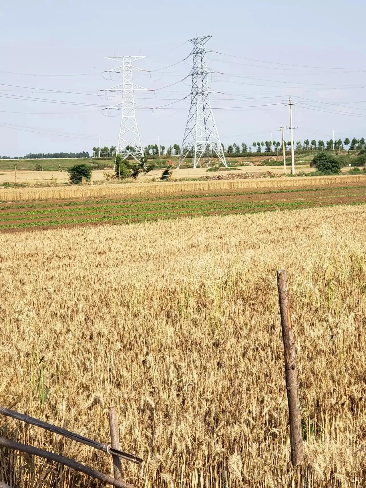 农民种田地实在不容易啊,农民种庄稼不容易呀