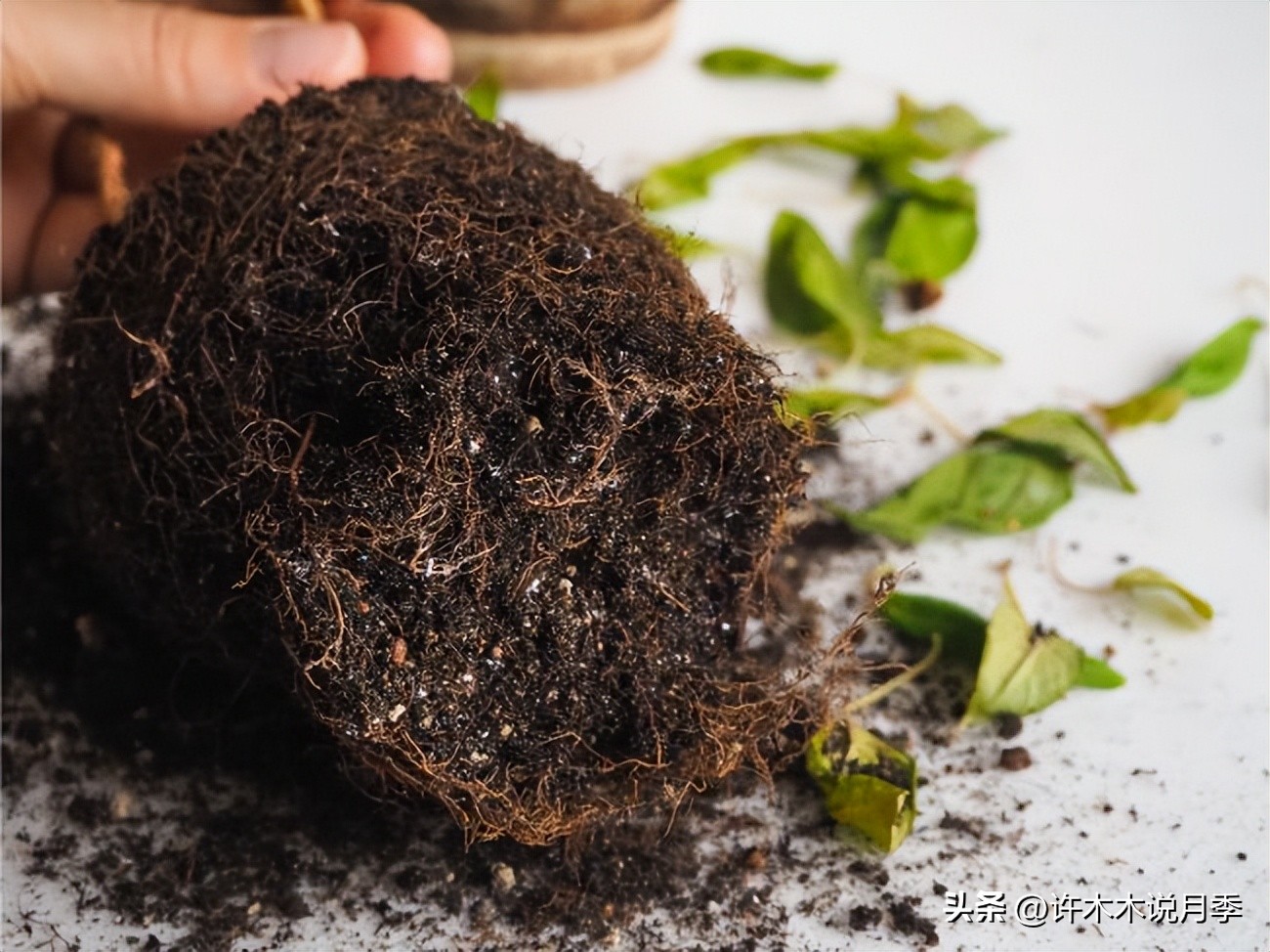 秋天月季雨水多月季会不会烂根,月季雨季长白粉怎么办
