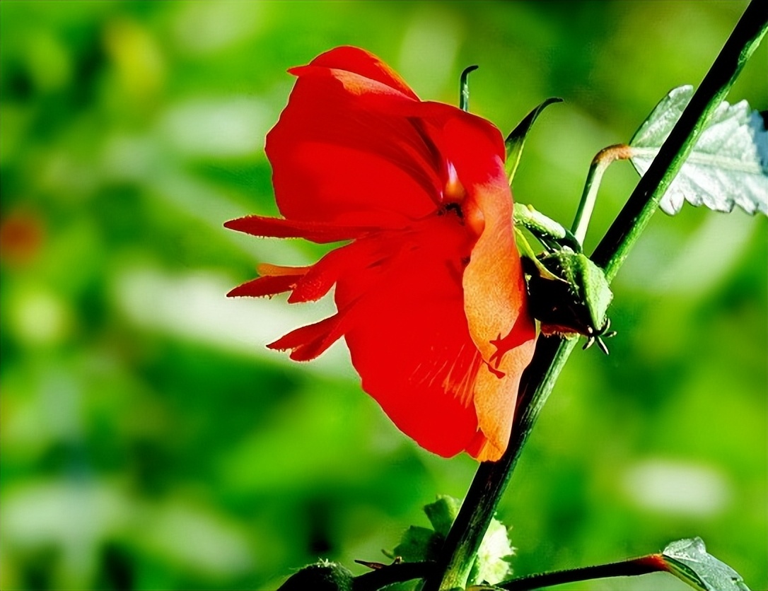 夜落金钱昼自开意思,夜落金钱昼自开