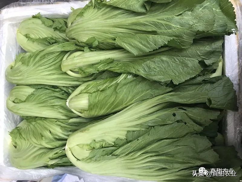 产区上海青触底反弹；销区芥菜来货减少，价格上抬