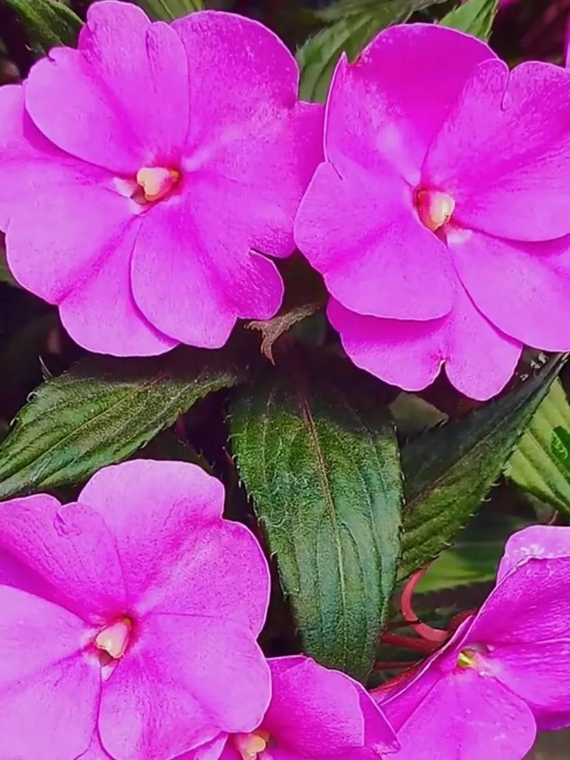 美丽五颜六色的凤仙花,七月最美的花景视频素材