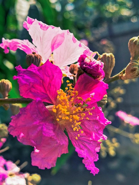 紫薇都市田园直播,紫薇都市田园好玩吗