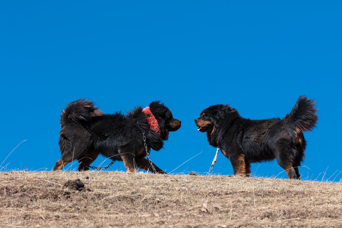 十大名犬喜欢哪只,72种名犬都有哪些
