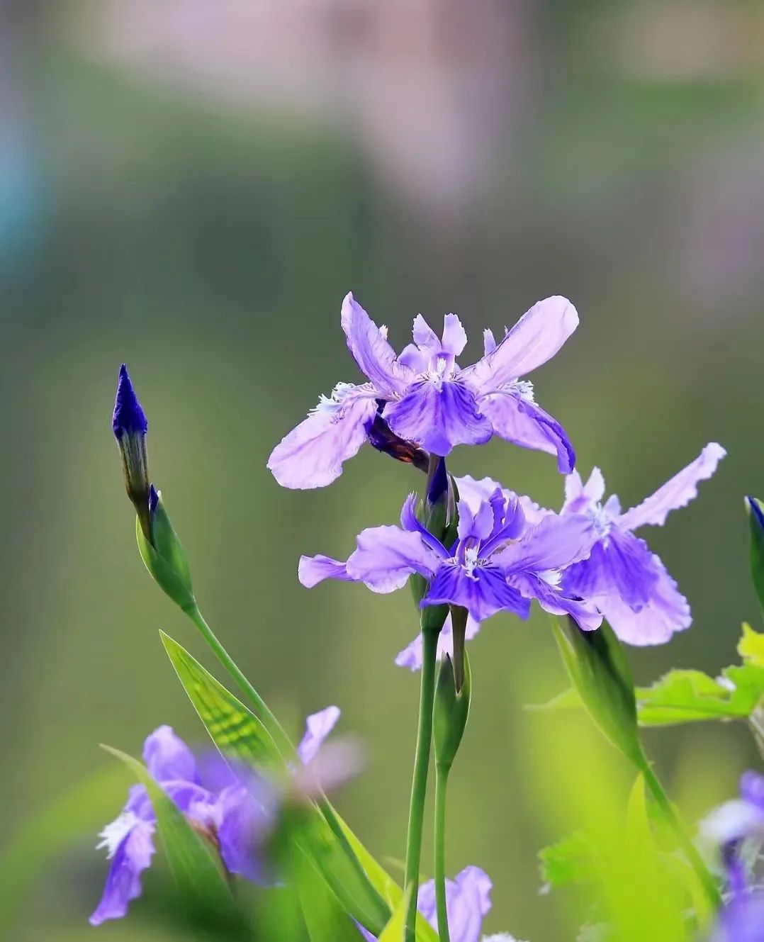 30款经典蓝紫色开花植物!别拉我,就让我坠入这梦幻的漩涡