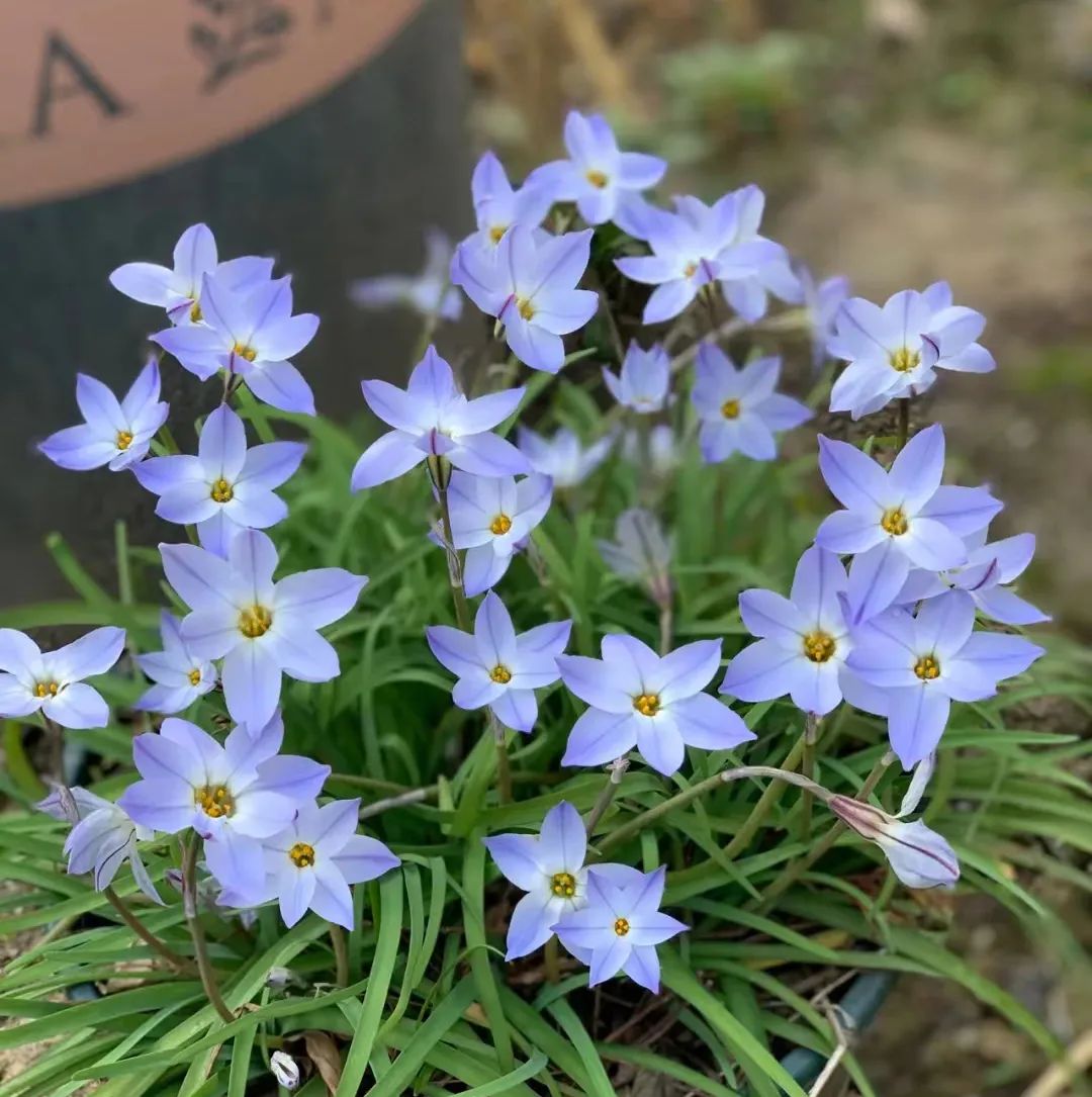 球根类花卉有哪些比较好养,有哪些好看的球根花卉盆栽