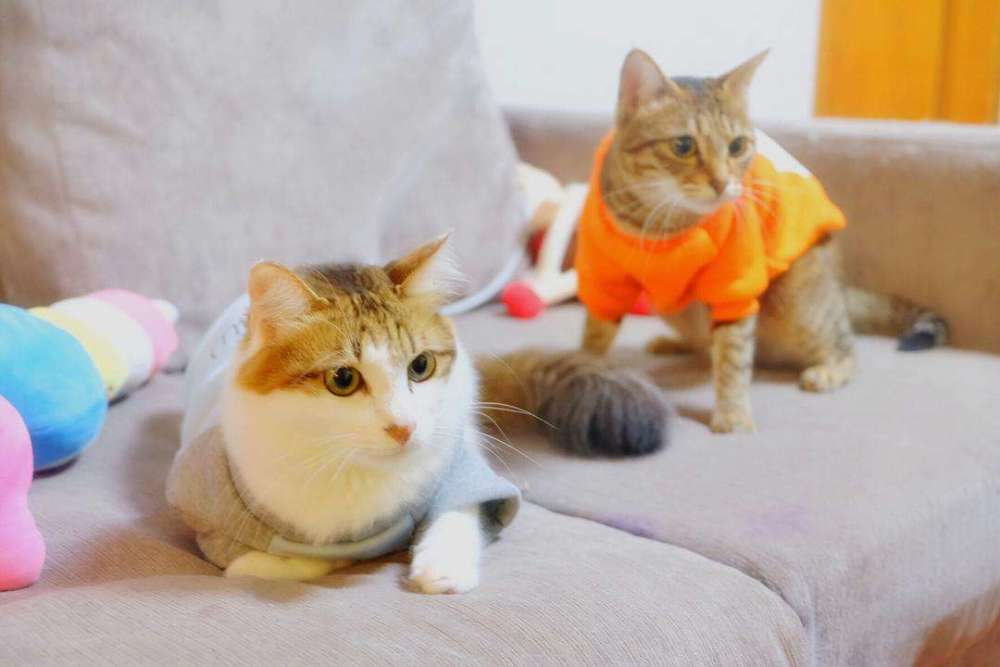 养猫之后的生活会有4点改变,养猫之后这6件事你一件也逃不掉