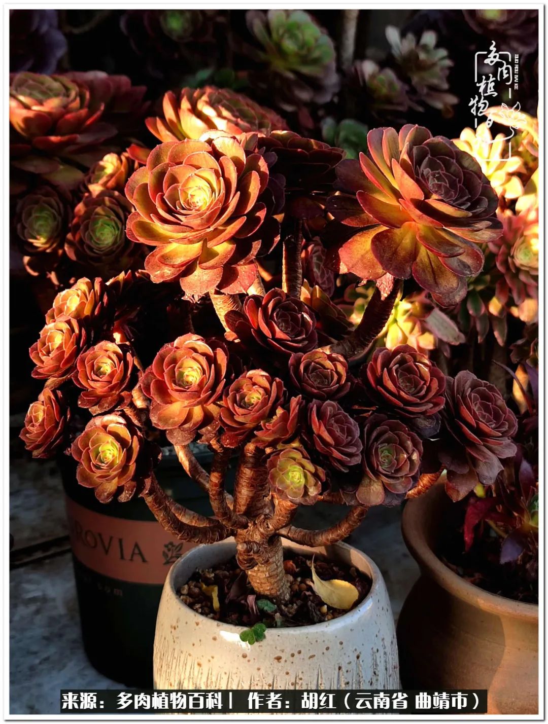 多肉植物里的糖,多肉生活的调味剂