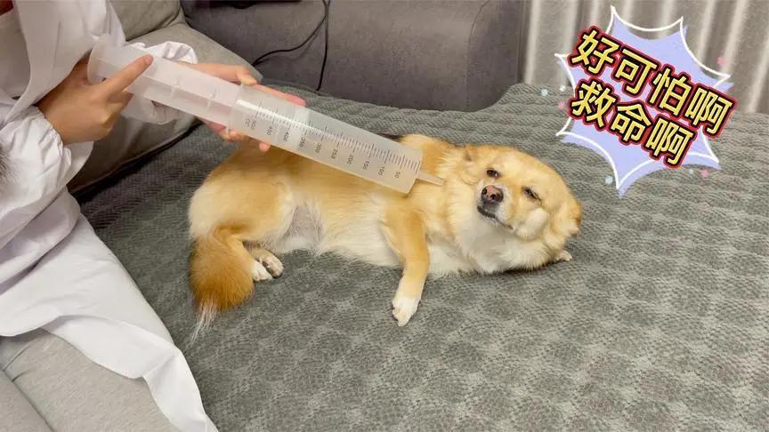 狗狗有这些特征可能得了狂犬病,狗狗有这5个信号可能是狂犬病