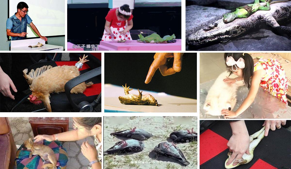 后颈皮对于老虎来说意味着什么,老虎后颈肉会变成猫吗