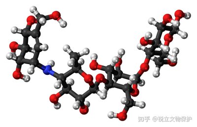 唾液酸与杜克雷嗜血杆菌周质结合蛋白之间相互作用的分子特征