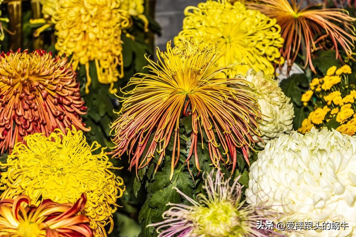 十二花神图谱完整版,工笔画十二花神欣赏