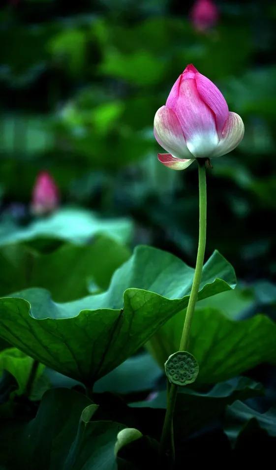 漂亮美丽的荷花壁纸,雨中荷花壁纸荣盛城