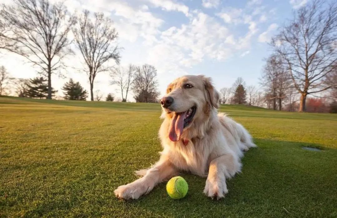 狗狗绝育视频完整版,狗狗绝育只割一个蛋