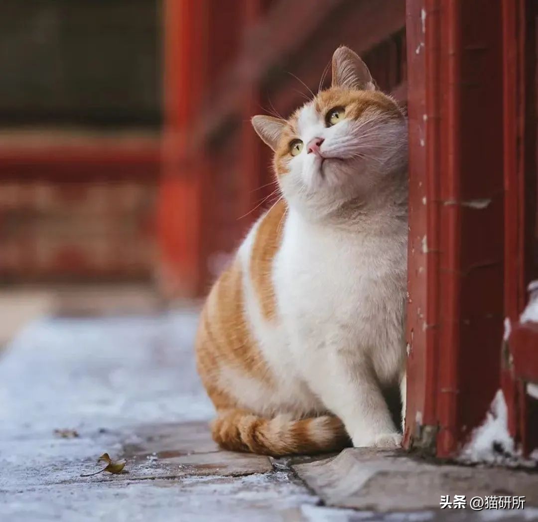 盘点那些有铁头功的猫咪 (盘点世界上那些有编制的猫咪)