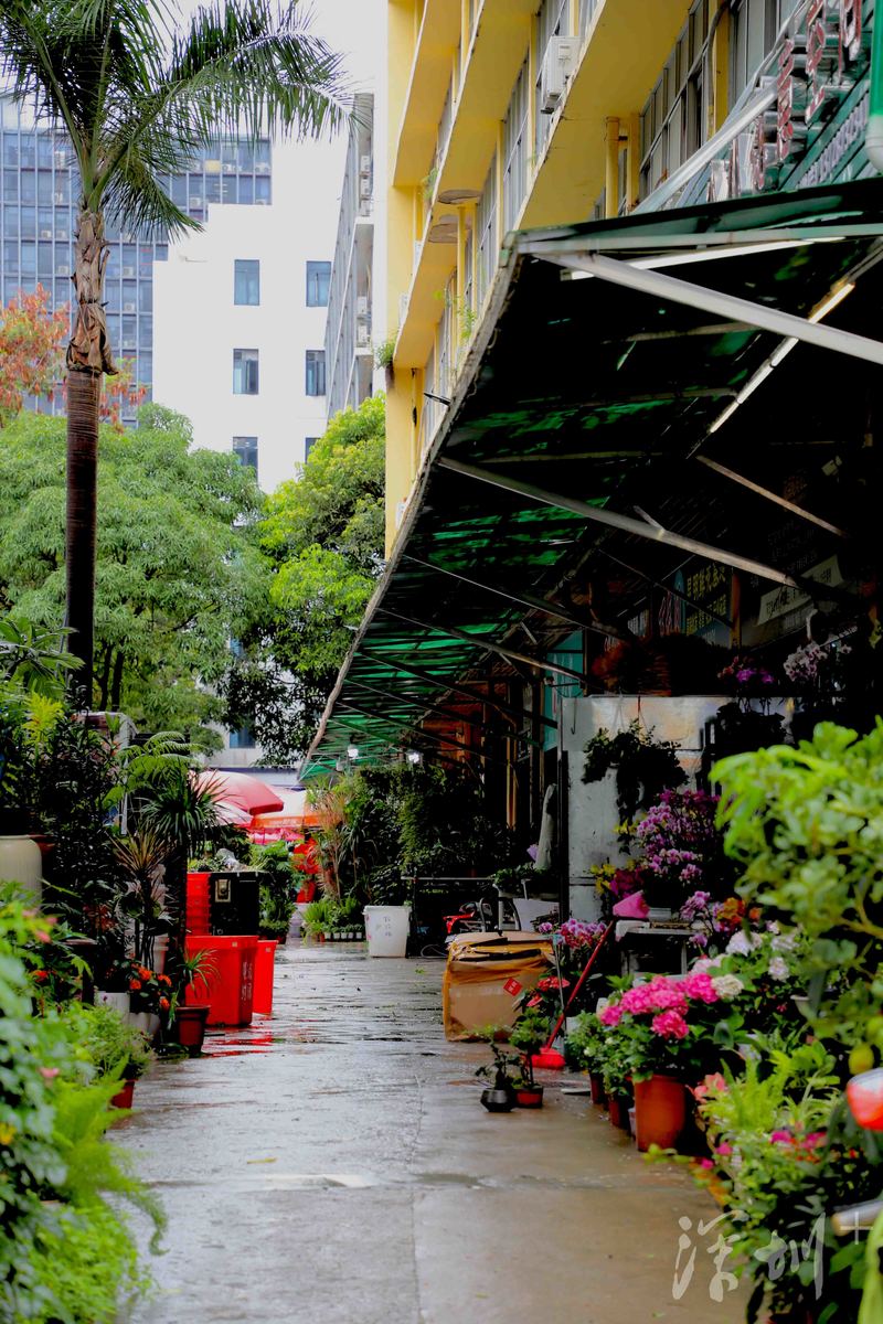 深圳八卦岭好玩的地方,深圳八卦岭附近拍照打卡圣地