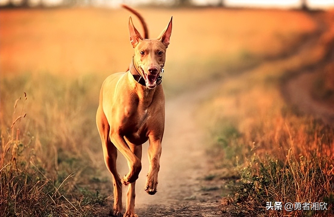100种常见的宠物狗,常见的宠物狗种类图片和名称