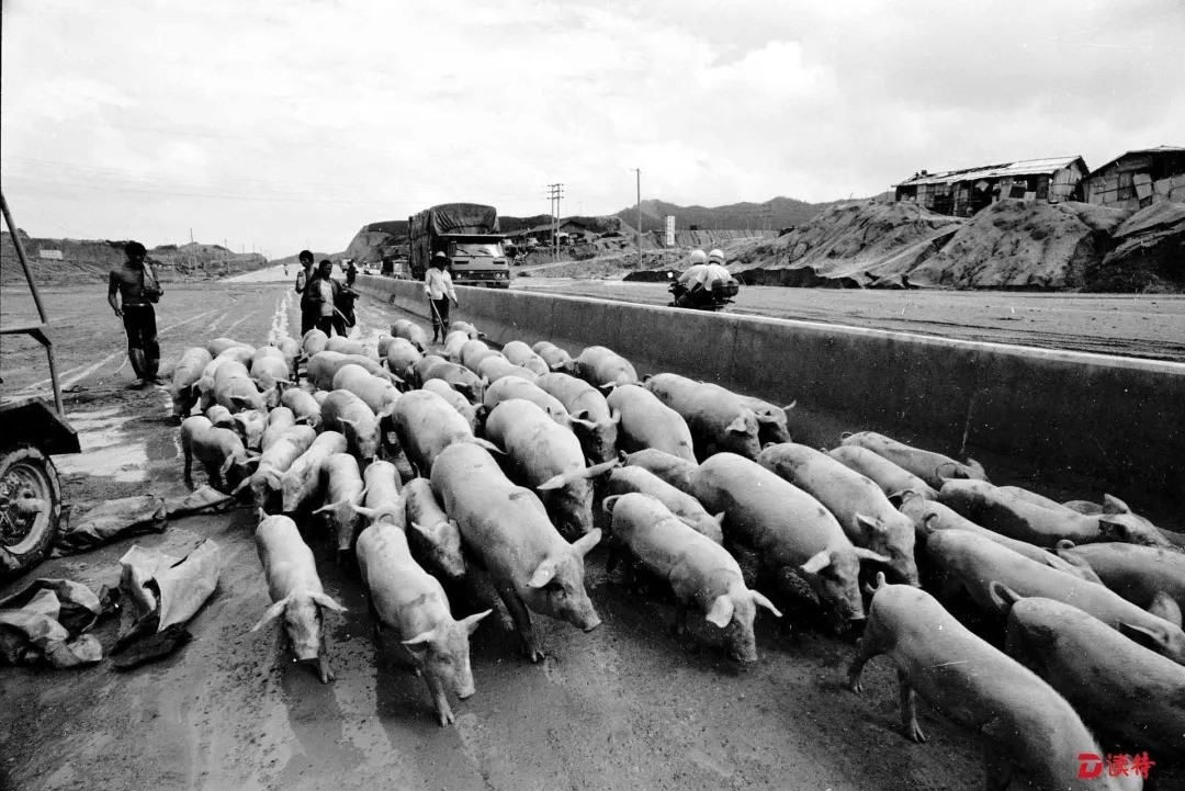 80年代的南海梦，那一批看过深圳腾飞初期的人你们在哪里？