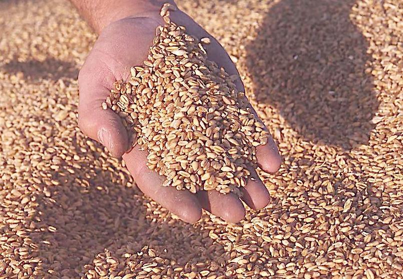 五谷杂粮有多少种豆类,五谷杂粮都有哪些豆类