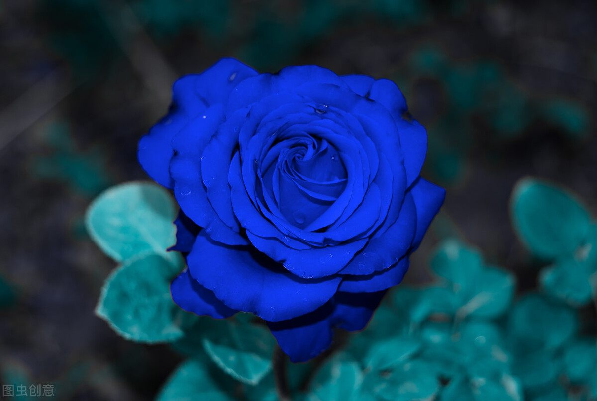 图片蓝色妖姬,蓝色妖姬图片q版