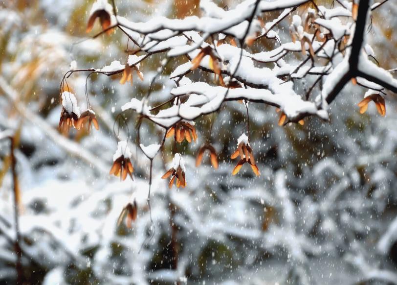 关于初雪的诗句古诗名句,写初雪的诗句古诗大全
