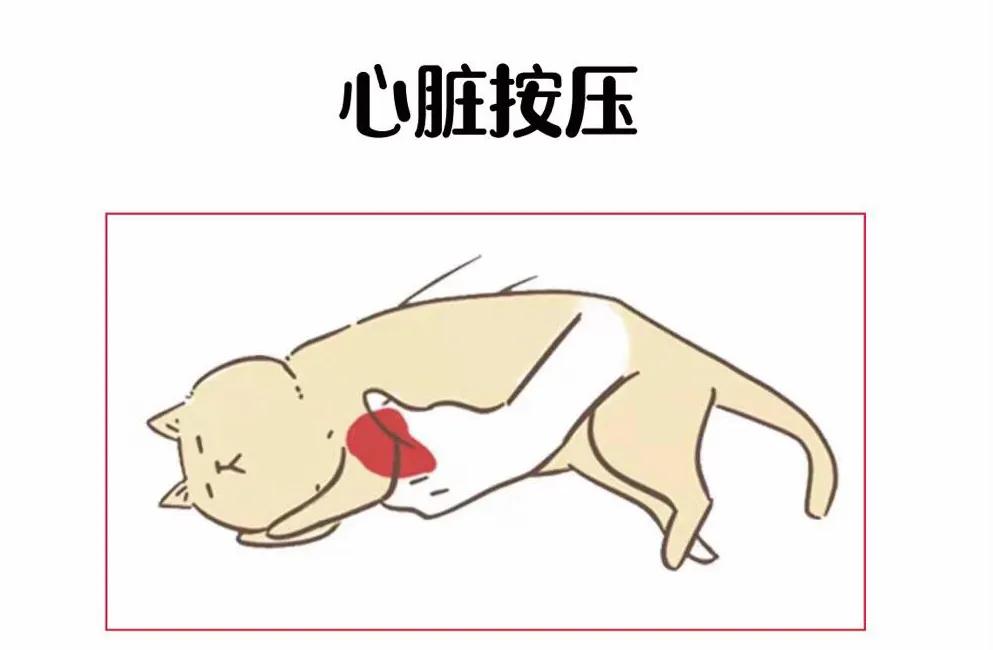 急救知识心肺复苏猫咪,如何正确给小奶猫做心肺复苏