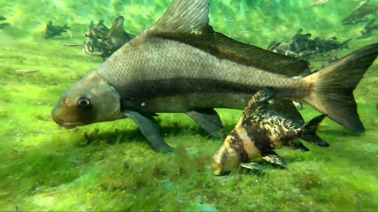 重庆“鱼坑”变鱼库,父子日捞1000斤赚12万!长江禁渔是救命草?