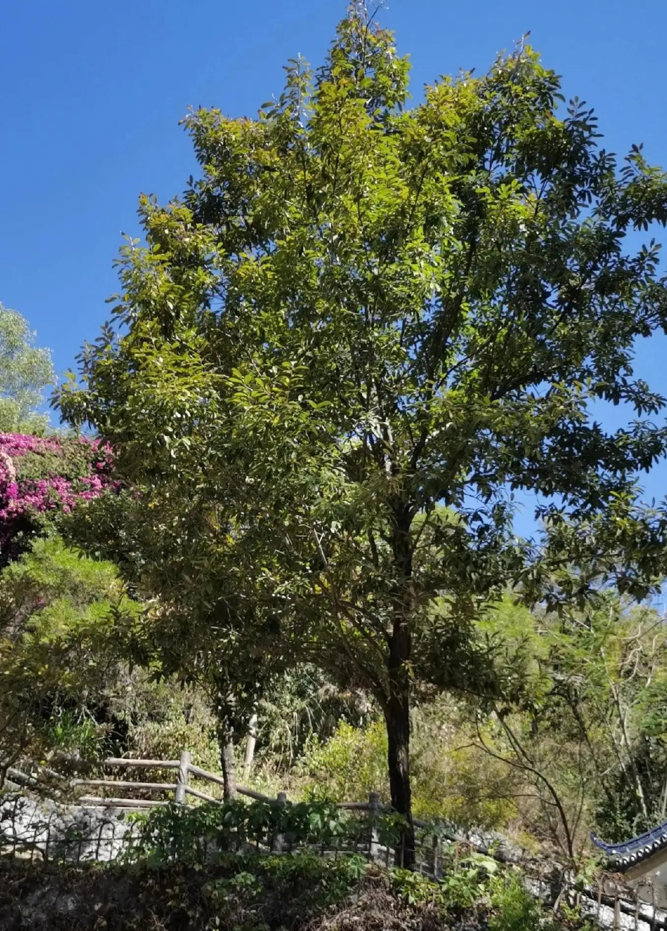 百年前的韩文公祠,韩文公祠石碑