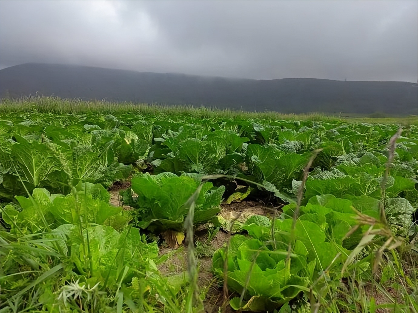 灏忓ぉ灞遍夯鐢板箔鏅尯浜戞捣,楹荤敯宀皬澶╁北璺ソ璧颁箞