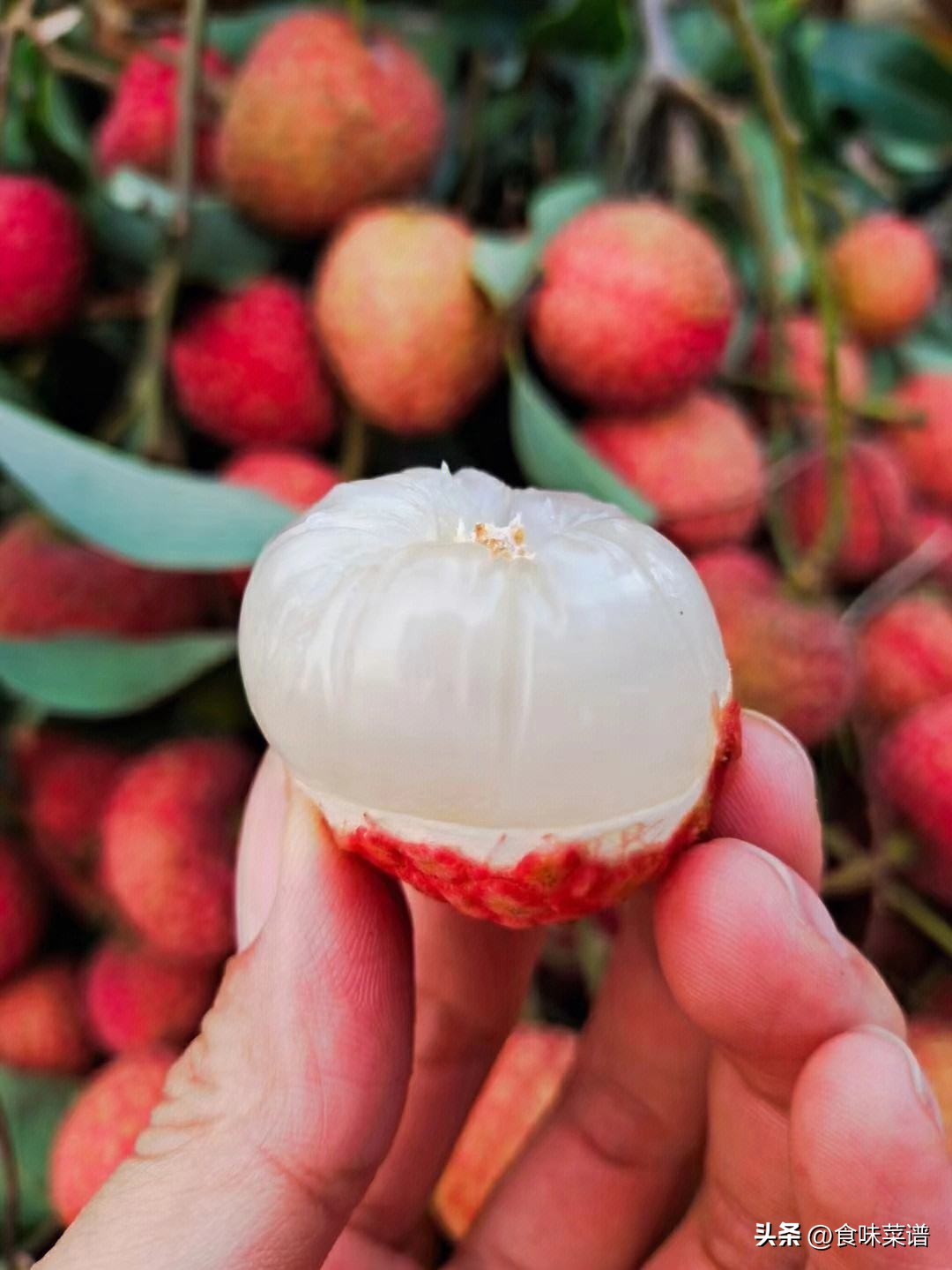 妃子笑是荔枝最好吃的品种吗,妃子笑荔枝有几种品种