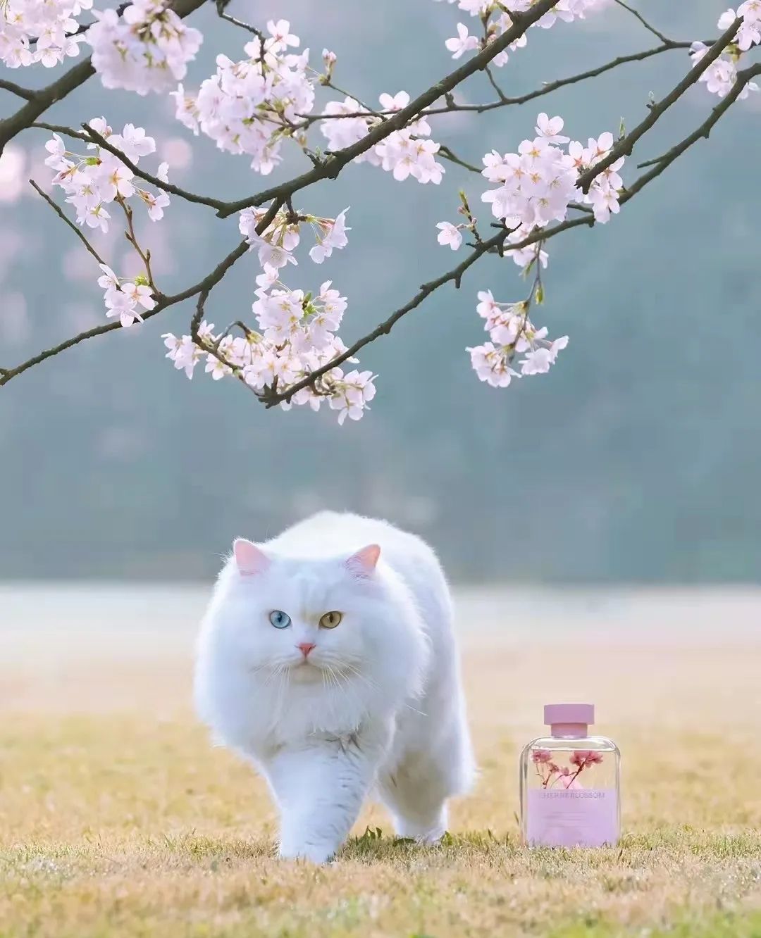 乾隆喜欢山东狮子猫吗,鸳鸯眼狮子猫乾隆