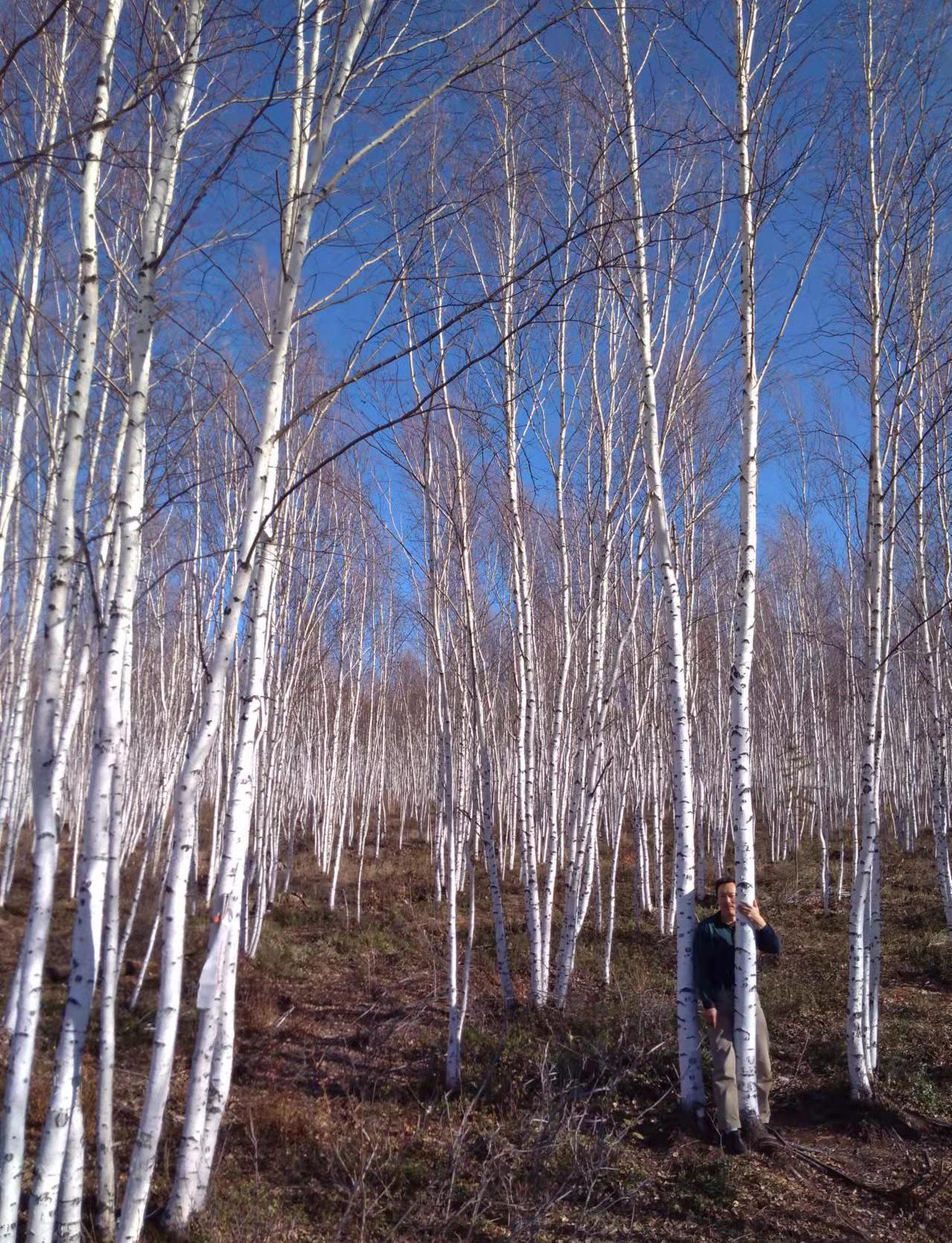 中国最冷的地方小兴安岭,中国最冷的地方是漠河还是黑河