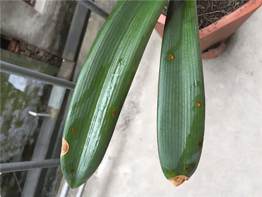 君子兰怎么养的叶片均匀肥厚美观,君子兰怎么才能长得又肥又厚