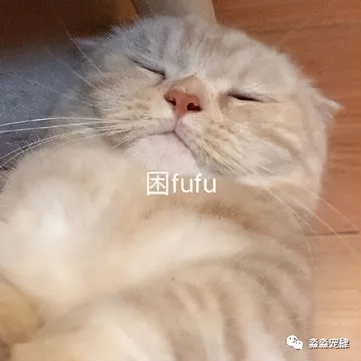 猫咪中暑了怎么办,猫咪中暑怎么快速缓解