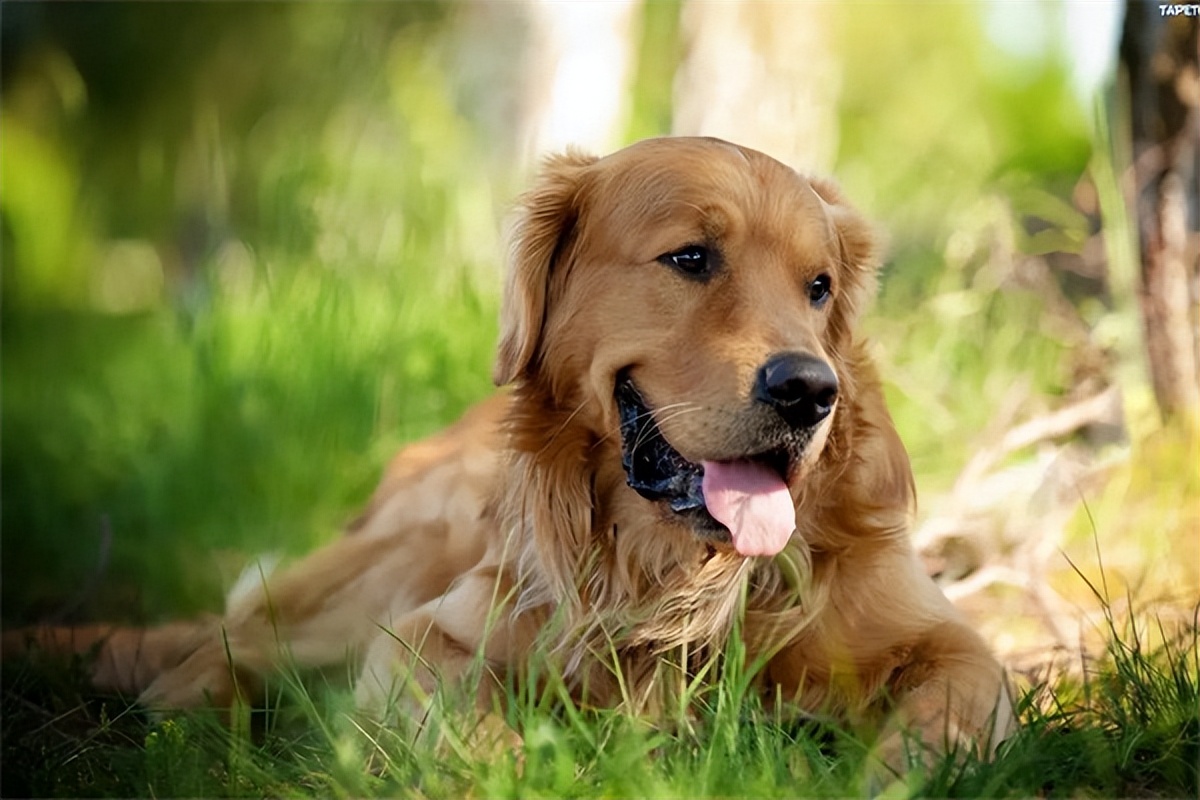 狗狗眼睛发红是不是品种的问题,普安特狗狗眼药水