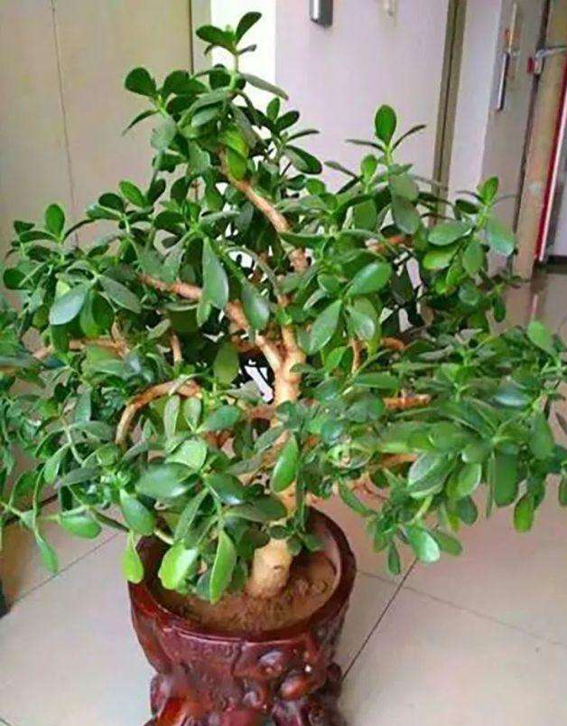 风水最好的十大吉祥树,适合南方庭院十大吉祥树排名