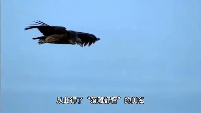 射雕英雄传成吉思汗死,射雕英雄传全部人物