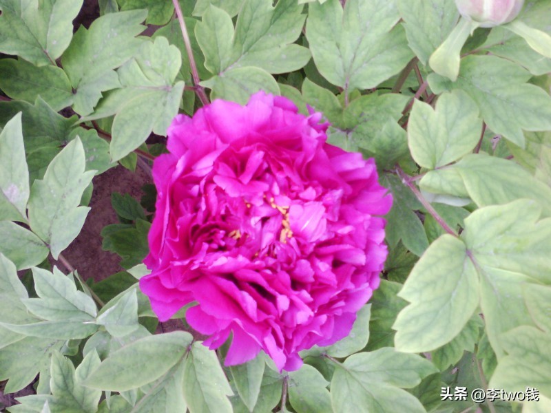 1995年30首经典流行歌,1990年1995年最流行好听的歌