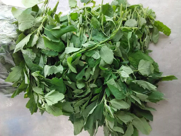 有一种野菜叫荠菜有什么营养,野菜面条菜有什么营养成分