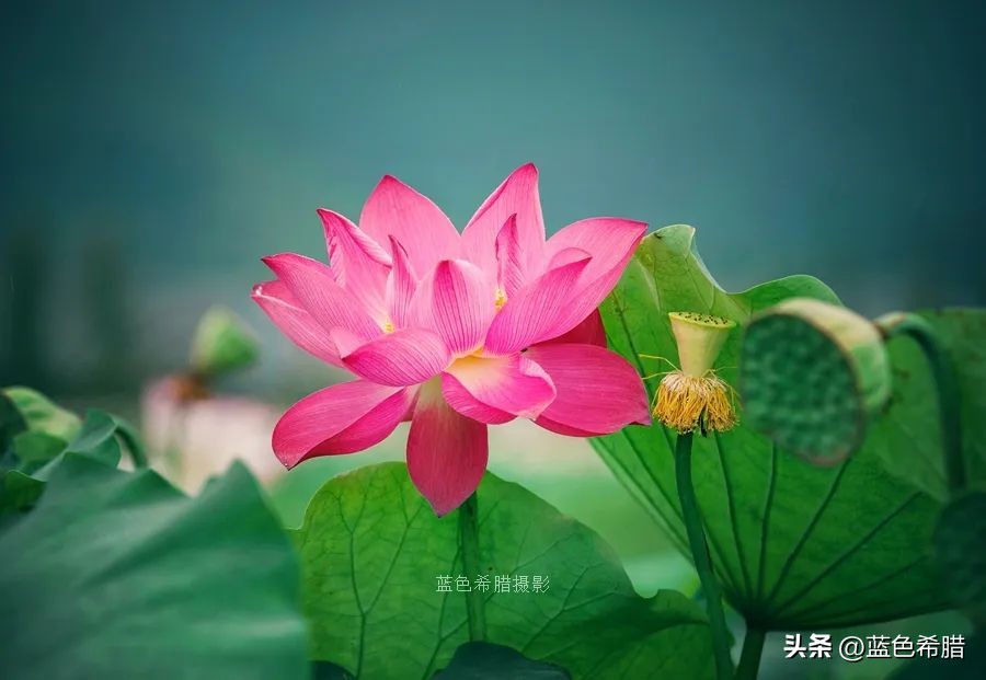 你好夏至愿一切美好都如夏而至,夏至已到愿所有美好如约而至