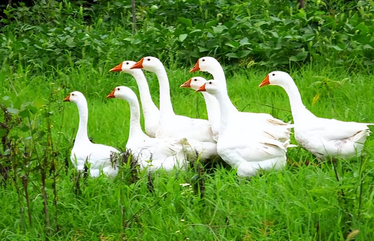 养鹅有哪些风险因素,养鹅的风险有哪些