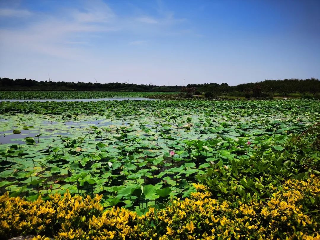 奉贤海湾镇的发展,奉贤海湾镇最新发展