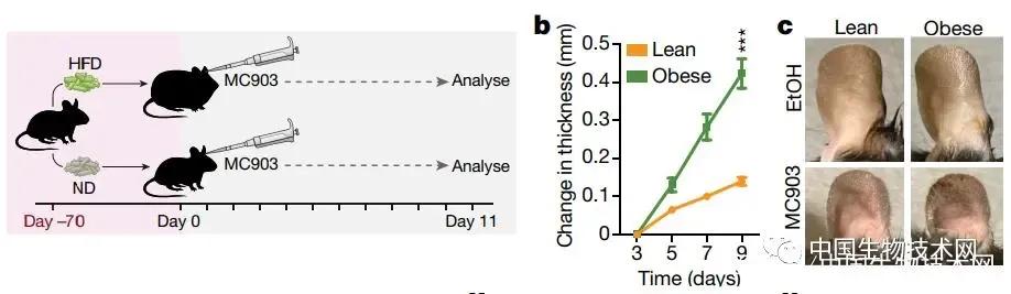 Nature：肥胖不仅让湿疹更严重，而且还会让治疗药物产生反作用
